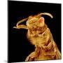 Front half of a Bee-Micro Discovery-Mounted Photographic Print