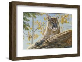 Front Range Cougar-Kalon Baughan-Framed Art Print