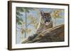 Front Range Cougar-Kalon Baughan-Framed Art Print