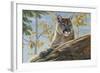 Front Range Cougar-Kalon Baughan-Framed Art Print