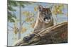 Front Range Cougar-Kalon Baughan-Mounted Art Print