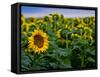 Front Range Sunflower Farm-Daniel Gambino-Framed Stretched Canvas