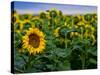 Front Range Sunflower Farm-Daniel Gambino-Stretched Canvas