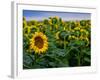 Front Range Sunflower Farm-Daniel Gambino-Framed Photographic Print