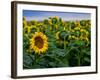 Front Range Sunflower Farm-Daniel Gambino-Framed Photographic Print