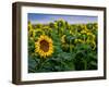 Front Range Sunflower Farm-Daniel Gambino-Framed Photographic Print