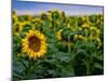 Front Range Sunflower Farm-Daniel Gambino-Mounted Photographic Print