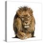 Front View of a Lion Lying, Crossing Paws, Panthera Leo, 10 Years Old, Isolated on White-Life on White-Stretched Canvas