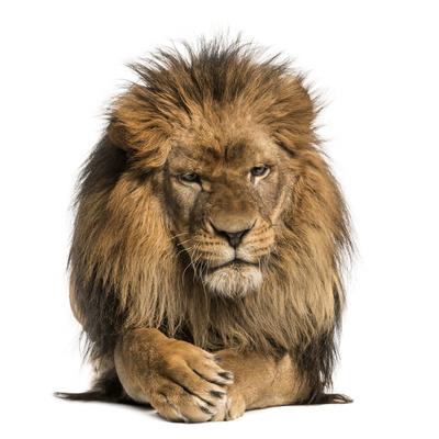 Front View Of A Lion Lying Crossing Paws Panthera Leo 10 Years Old Isolated On White Photographic Print Life On White Allposters Com