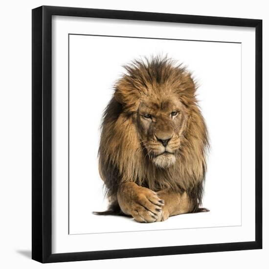 Front View of a Lion Lying, Crossing Paws, Panthera Leo, 10 Years Old, Isolated on White-Life on White-Framed Photographic Print