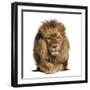 Front View of a Lion Lying, Crossing Paws, Panthera Leo, 10 Years Old, Isolated on White-Life on White-Framed Photographic Print