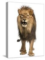 Front View of a Lion Roaring, Standing, Panthera Leo, 10 Years Old, Isolated on White-Life on White-Stretched Canvas