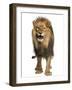 Front View of a Lion Roaring, Standing, Panthera Leo, 10 Years Old, Isolated on White-Life on White-Framed Photographic Print