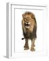 Front View of a Lion Roaring, Standing, Panthera Leo, 10 Years Old, Isolated on White-Life on White-Framed Photographic Print