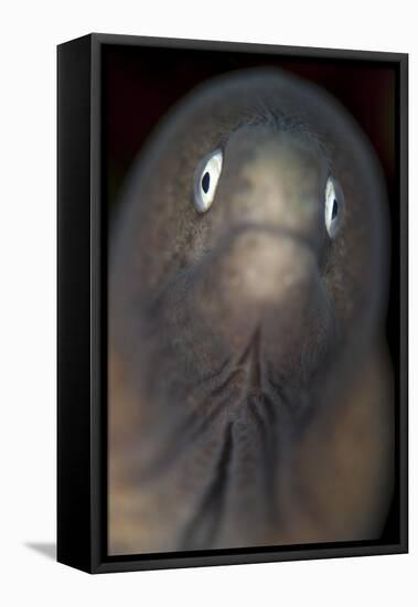 Front View of a White-Eyed Moray Eel-Stocktrek Images-Framed Stretched Canvas