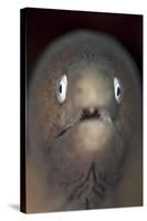 Front View of a White-Eyed Moray Eel-Stocktrek Images-Stretched Canvas