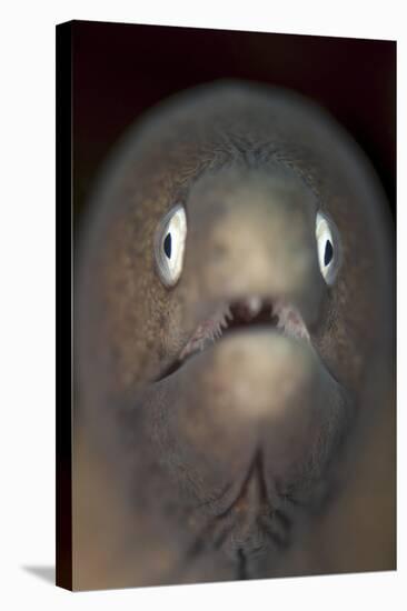 Front View of a White-Eyed Moray Eel-Stocktrek Images-Stretched Canvas