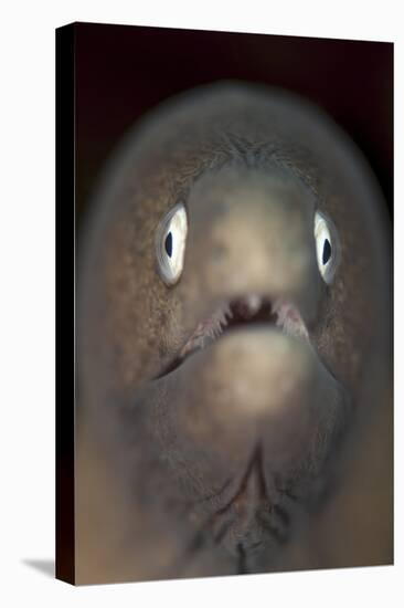 Front View of a White-Eyed Moray Eel-Stocktrek Images-Stretched Canvas