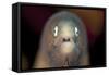 Front View of a White-Eyed Moray Eel-Stocktrek Images-Framed Stretched Canvas