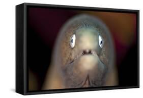 Front View of a White-Eyed Moray Eel-Stocktrek Images-Framed Stretched Canvas