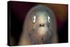 Front View of a White-Eyed Moray Eel-Stocktrek Images-Stretched Canvas
