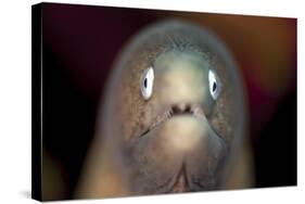 Front View of a White-Eyed Moray Eel-Stocktrek Images-Stretched Canvas