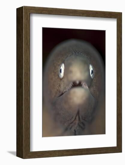 Front View of a White-Eyed Moray Eel-Stocktrek Images-Framed Photographic Print