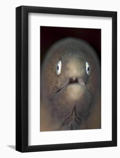 Front View of a White-Eyed Moray Eel-Stocktrek Images-Framed Photographic Print