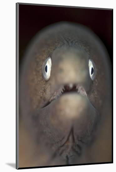 Front View of a White-Eyed Moray Eel-Stocktrek Images-Mounted Photographic Print