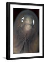 Front View of a White-Eyed Moray Eel-Stocktrek Images-Framed Photographic Print