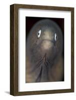 Front View of a White-Eyed Moray Eel-Stocktrek Images-Framed Photographic Print