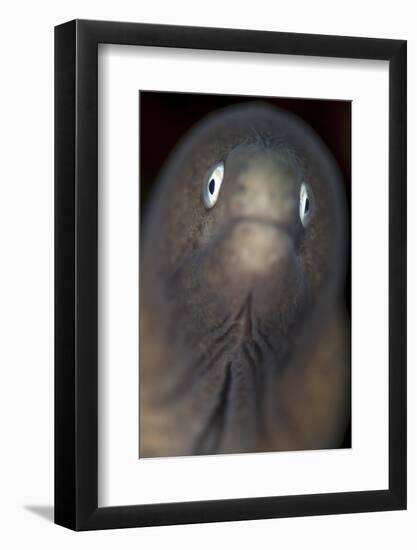 Front View of a White-Eyed Moray Eel-Stocktrek Images-Framed Photographic Print