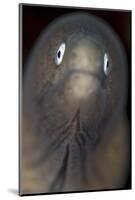 Front View of a White-Eyed Moray Eel-Stocktrek Images-Mounted Photographic Print