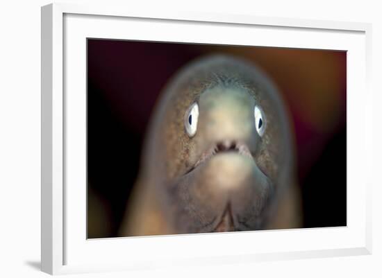 Front View of a White-Eyed Moray Eel-Stocktrek Images-Framed Photographic Print