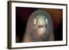 Front View of a White-Eyed Moray Eel-Stocktrek Images-Framed Photographic Print