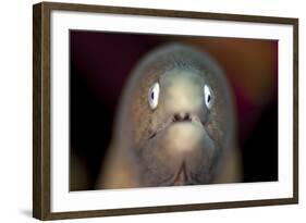 Front View of a White-Eyed Moray Eel-Stocktrek Images-Framed Photographic Print