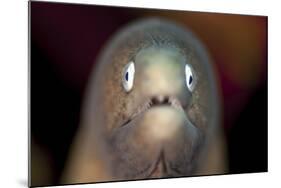 Front View of a White-Eyed Moray Eel-Stocktrek Images-Mounted Photographic Print