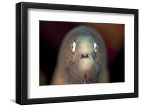 Front View of a White-Eyed Moray Eel-Stocktrek Images-Framed Photographic Print