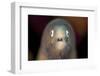 Front View of a White-Eyed Moray Eel-Stocktrek Images-Framed Photographic Print