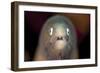 Front View of a White-Eyed Moray Eel-Stocktrek Images-Framed Photographic Print