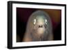 Front View of a White-Eyed Moray Eel-Stocktrek Images-Framed Photographic Print