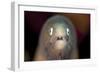 Front View of a White-Eyed Moray Eel-Stocktrek Images-Framed Photographic Print