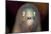 Front View of a White-Eyed Moray Eel-Stocktrek Images-Mounted Photographic Print