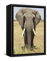 Front View of African Elephant with a Pierced Ear, Masai Mara National Reserve, East Africa, Africa-James Hager-Framed Stretched Canvas