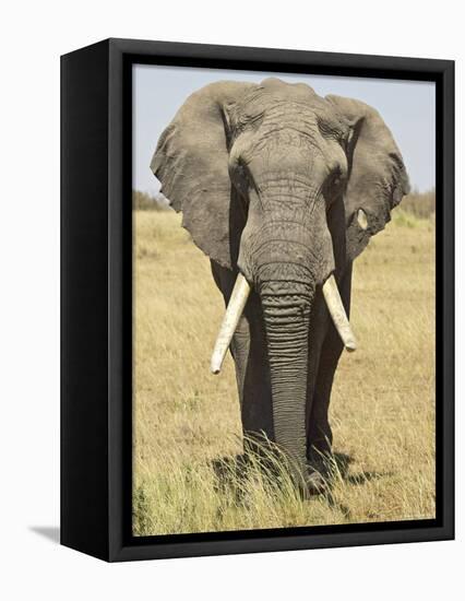 Front View of African Elephant with a Pierced Ear, Masai Mara National Reserve, East Africa, Africa-James Hager-Framed Stretched Canvas