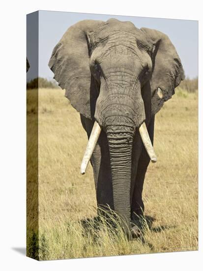 Front View of African Elephant with a Pierced Ear, Masai Mara National Reserve, East Africa, Africa-James Hager-Stretched Canvas