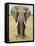 Front View of African Elephant with a Pierced Ear, Masai Mara National Reserve, East Africa, Africa-James Hager-Framed Stretched Canvas