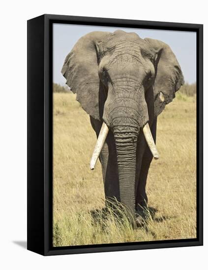 Front View of African Elephant with a Pierced Ear, Masai Mara National Reserve, East Africa, Africa-James Hager-Framed Stretched Canvas