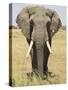 Front View of African Elephant with a Pierced Ear, Masai Mara National Reserve, East Africa, Africa-James Hager-Stretched Canvas