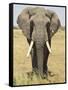 Front View of African Elephant with a Pierced Ear, Masai Mara National Reserve, East Africa, Africa-James Hager-Framed Stretched Canvas